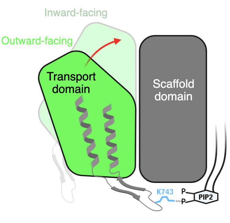 Conformational Transition in AE1