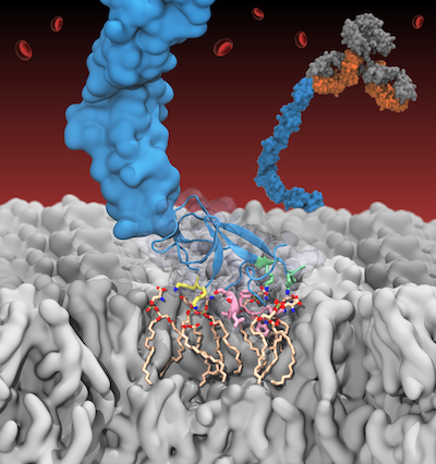 Beta-2-Glycoprotein Binding to Anionic Membranes
