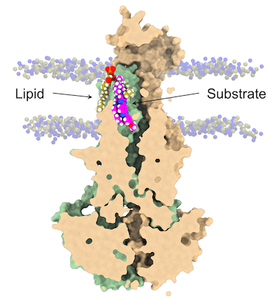 Lipid Insertion into the Binding Site of BmrCD