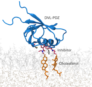 Cholesterol-Dependent Wnt binding