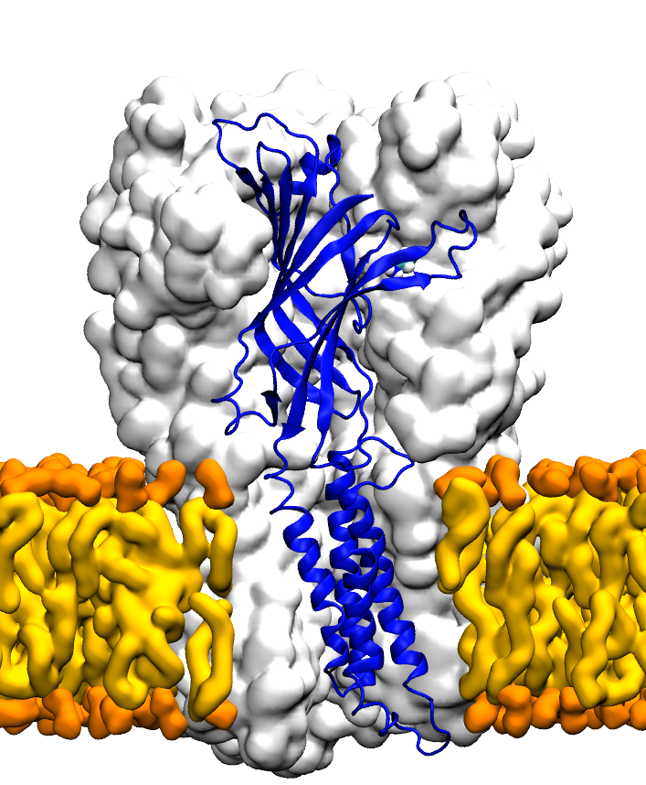 Elic in POPC membrane