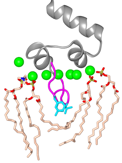 Lipid-dependent Binding of FVII