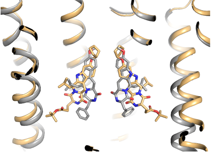 ABCG2 binding site