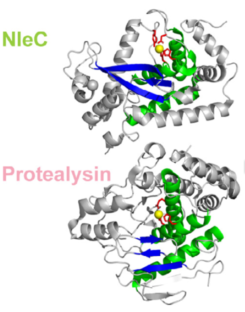 Mechanics of Secreted Proteins