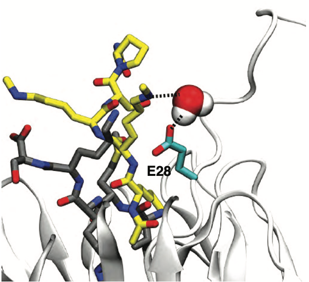 Proteasomal degradation and NF-κB termination