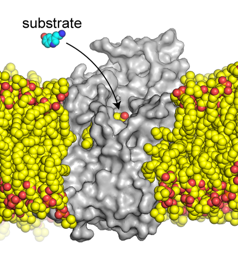 Lipid-substrate Competition in SERT