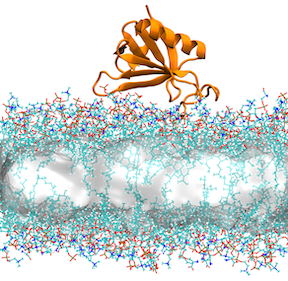 Membrane binding of the PH domain