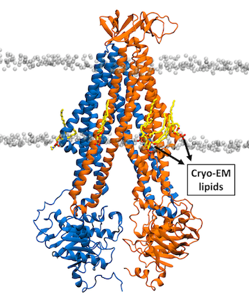 Modeling cryo-EM lipids in BmrCD