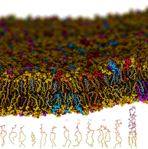 Transition of Membrane Transporters