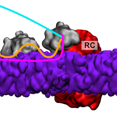 Cytochrome Diffusion