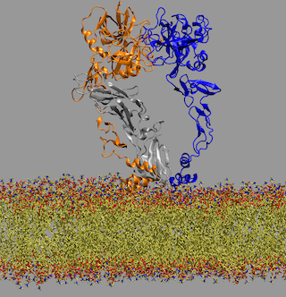 Formation of the Extrinsi Complex on a Membrane