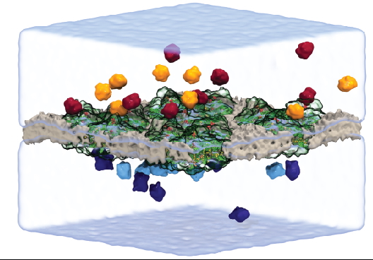 Ferrodoxin diffusion