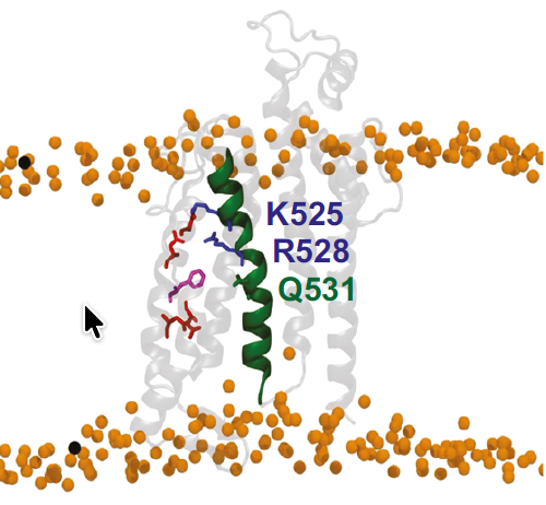 Mutations of hERG channels