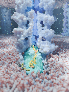 Lipid transport in LetAB