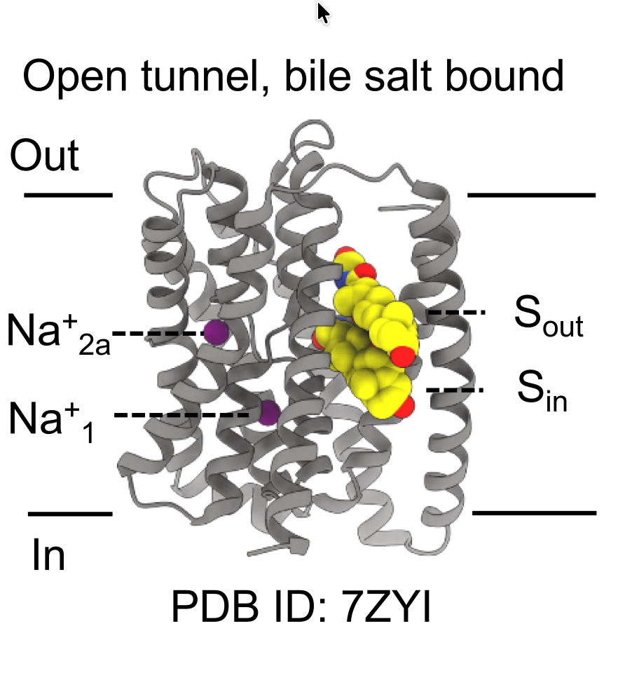 Structure of Human Bile Salt Transporter NTCP