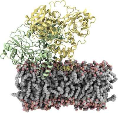 Membrane Binding of a Peripheral Protein