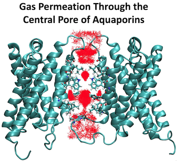Engineering Gas Permeability of PIP2