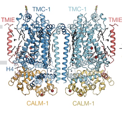 TMC-1 lipid interaction