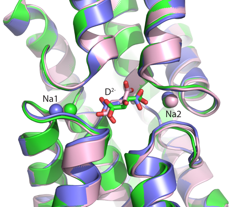 Sodium-coupled Dicarboxylate Transporter