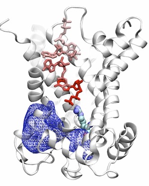 ATP/ADP Carrier